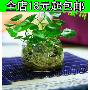 特价有氧植物花卉盆栽铜钱草水培金钱草 发根茎没叶子 成活率高