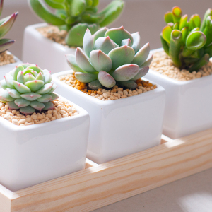 多肉植物含盆多肉