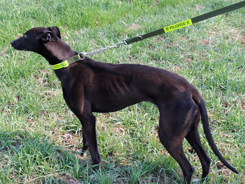 格力灵缇惠比特细犬 马犬狗绳狗链项圈牵引绳大中小型犬 胸背带