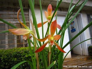 兰花建兰春兰墨兰紫霞仙女开红色兰花苗办公司内阳台卧室绿植盆栽