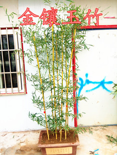 观赏植物绿化盆栽地栽紫竹苗金镶玉竹苗青竹苗竹子苗庭院围墙装饰