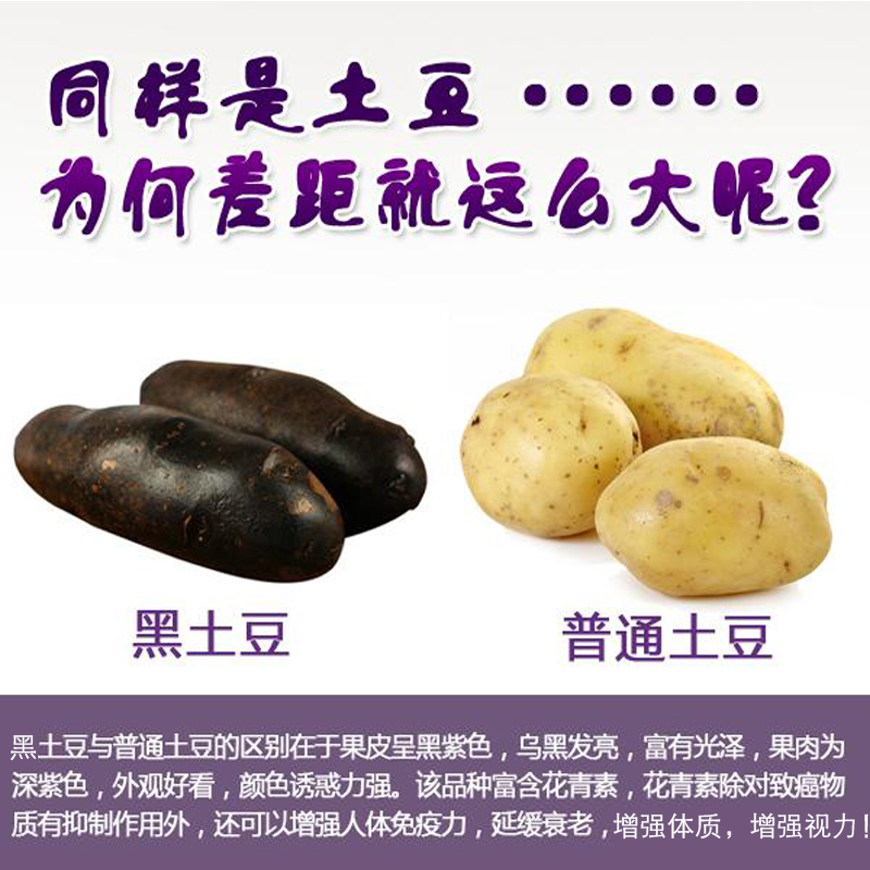 云南会泽乌洋芋5斤包邮 农家现挖紫色七彩马铃薯新鲜黑土豆紫土豆