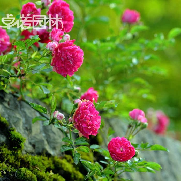 阳台庭院花墙爬藤植物多花蔷薇苗 梅郎珍珠 纯红色蔷薇花能开到爆