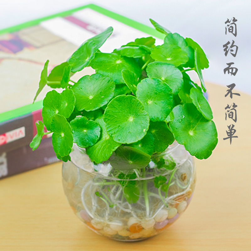 包邮办公室水养铜钱草水培植物桌面盆栽金钱草花卉室内绿植保成活