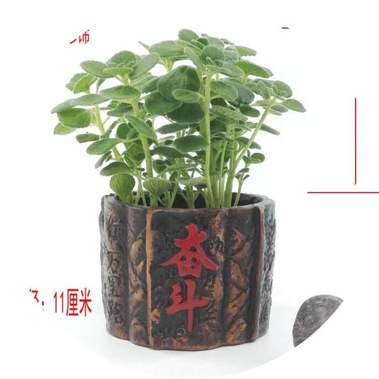 属猪旺财植物:绿植 室内 盆栽 碰碰香怎么养一抹香四季常青花苗