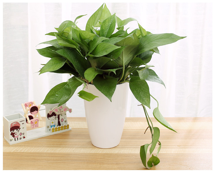 吸甲醛花卉绿萝盆栽室内植物办公室水培长藤小大盆绿箩盆景吊兰阴
