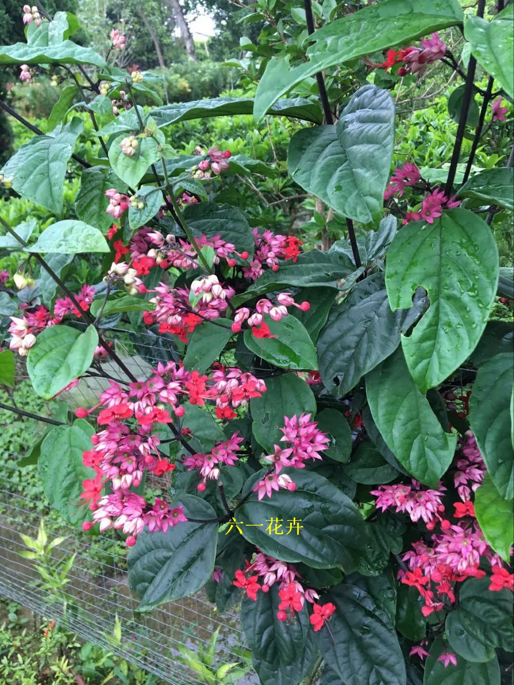 九龙吐珠盆栽 龙吐珠 助运程吉祥花 阳台爬藤植物 庭院绿植花卉