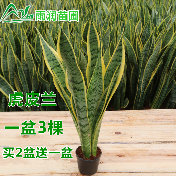 虎皮兰盆栽植物室内盆栽金边虎尾兰盆栽花卉吸甲醛包邮白玉虎皮兰