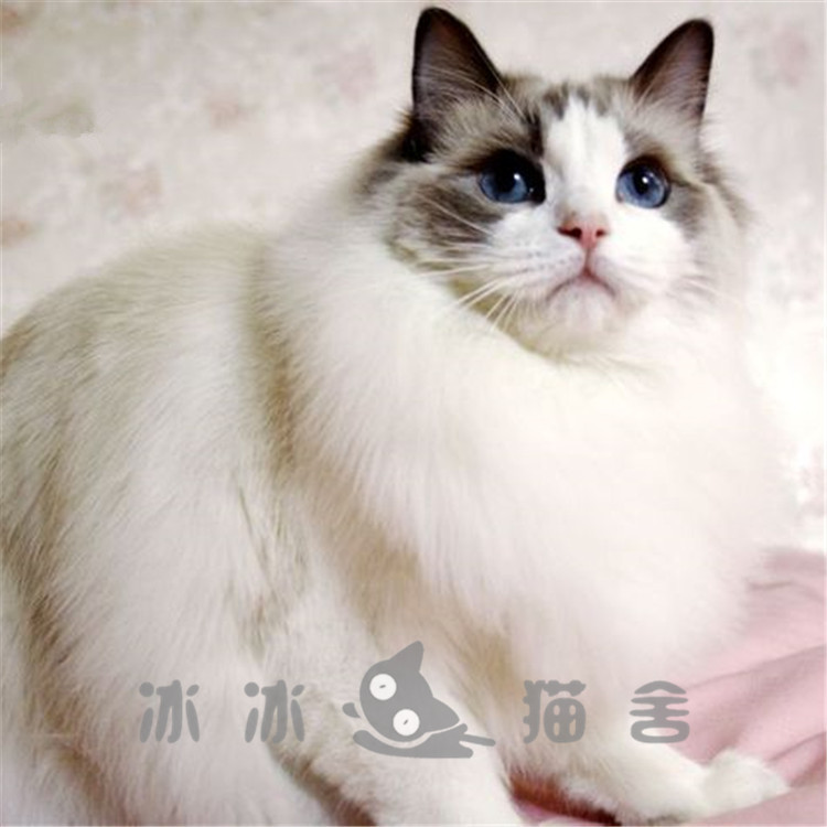 布偶猫