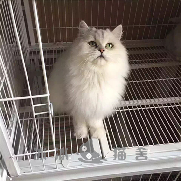 纯种金吉拉长毛猫活体幼猫草绿色眼睛猫舍出售纯白银白色猫咪