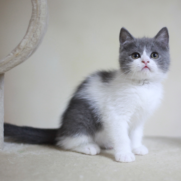 纯种英国短毛猫蓝白可爱小萌宠 英短正八蓝白宠物猫咪