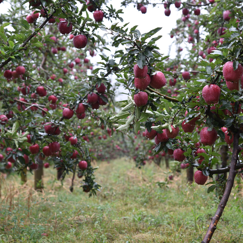 新鲜水果脆甜红苹果蛇果刮泥粉苹果面苹果礼县