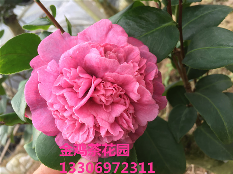 埃及艳后 茶花苗 山茶花 福建永福金鸡茶花园 特价包邮 实物拍摄