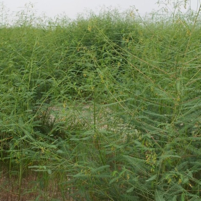 绿肥牧草种子紫云英蜜源田菁毛苕子草木犀沙打旺紫花苜蓿鸭茅包邮