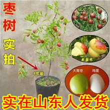 果树苗盆栽枣树大冬枣树苗雪红枣沾化冬枣树苗 嫁接枣树苗
