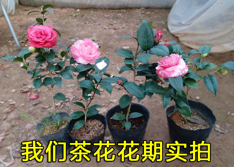 茶花树苗带花苞四季盆栽庭院白十八学士香妃五色赤丹山茶花卉园艺