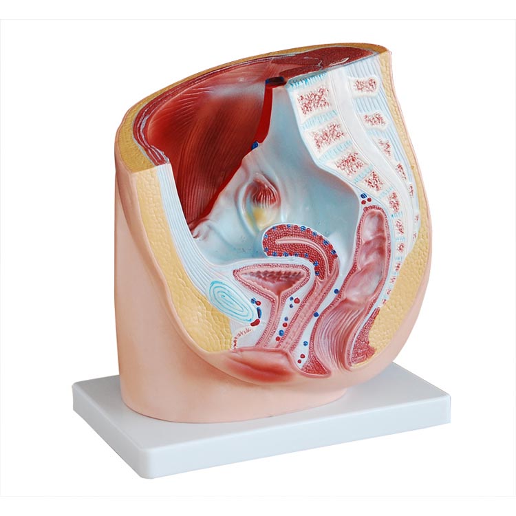盆腔模型女性矢状解剖模型生殖系统构造腹部切面教育妇产科示教学