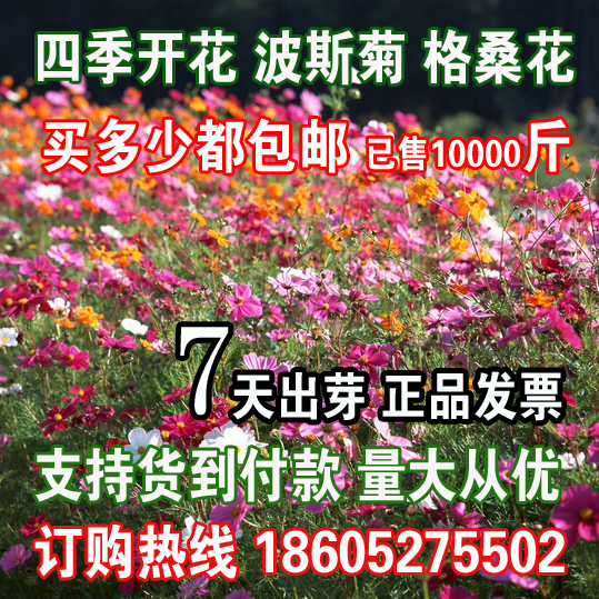 四季波斯菊种子格桑花二月兰种籽蒲公英虞美人金鸡菊向日葵百日草