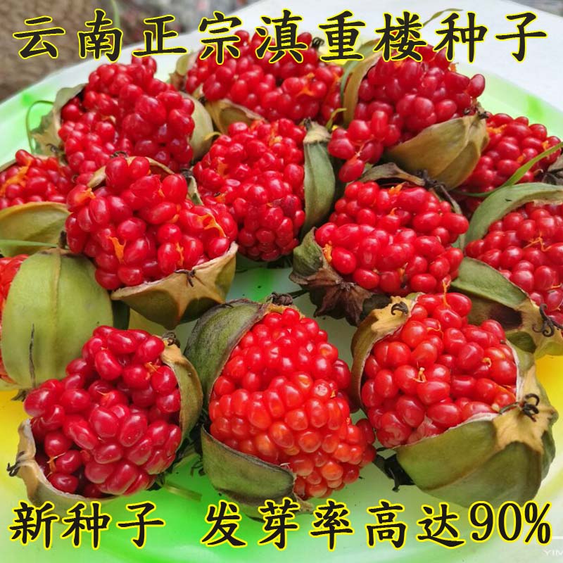 正宗 重楼种子 七叶一枝花种子 草河车种子 独角莲种子 蚤休种子