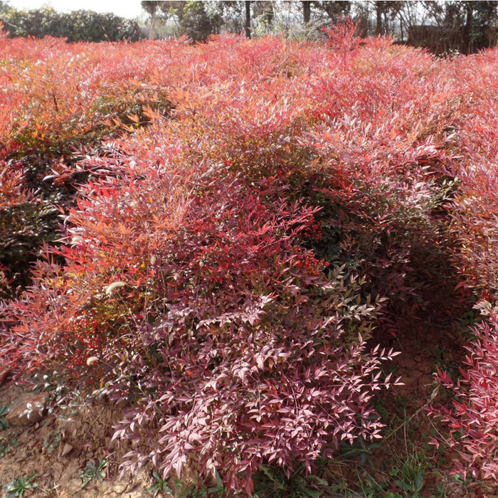 园林绿化苗木南天竹苗庭院植物绿化南天竺红天竹盆栽盆景别墅绿化