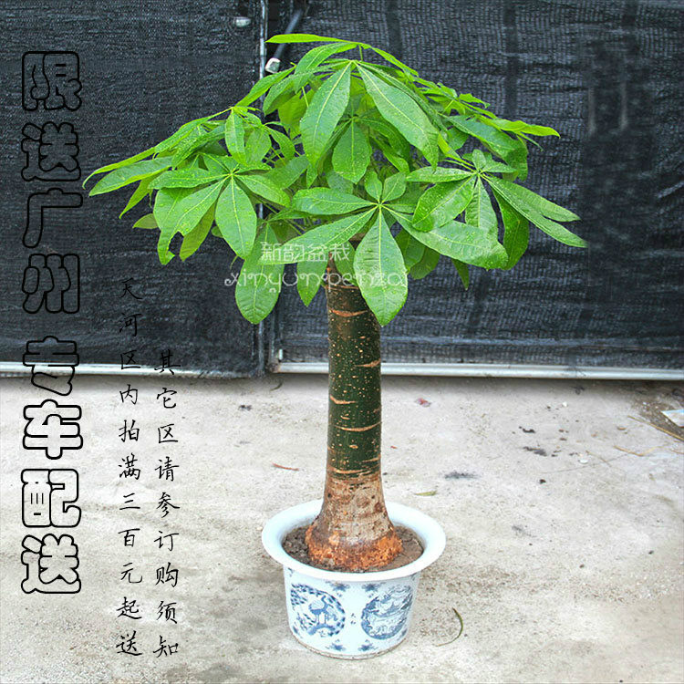 绿宝幸福树盆栽 富贵树室内绿植客厅吸味除甲醛植物办公室