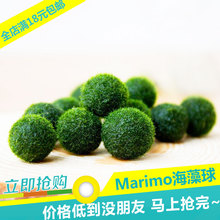 创意迷你办公室桌面球藻盆栽 水培植物微景观生态瓶 海藻球marimo