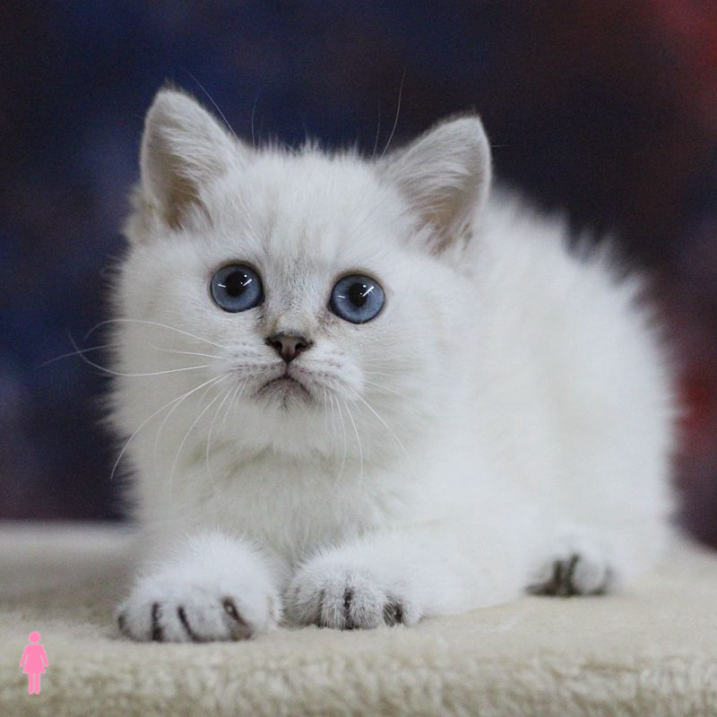 多奇猫舍-银点猫活体幼猫纯种英国短毛猫影遁银点渐层猫家庭繁殖