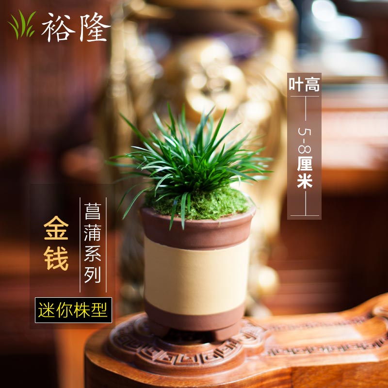 裕隆 正宗金钱菖蒲微型盆景迷你小盆栽植物绿植花卉菖蒲草水培