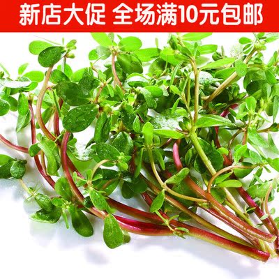 散装蔬菜马齿苋种子 五行草马耳菜四季盆栽马齿菜蚂蚱菜 包邮