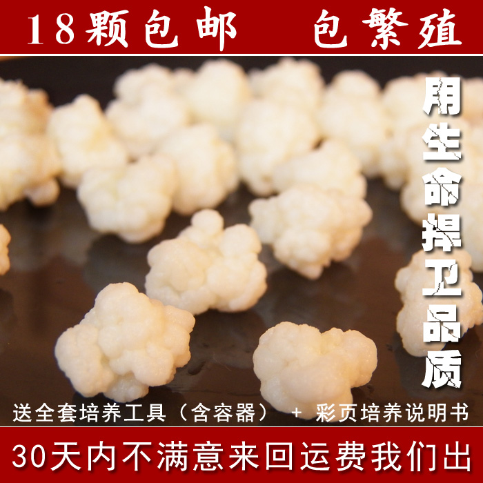 西藏雪莲菌种 藏灵菇菌 天山雪莲菌 特价包邮冲销量 18粒/份