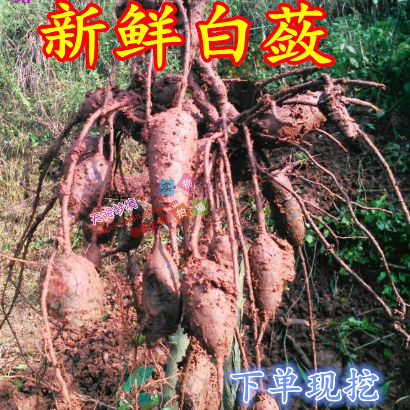 野生白敛/九牛力/白根/昆仑山地瓜/见肿消/野红薯/新鲜白蔹500克