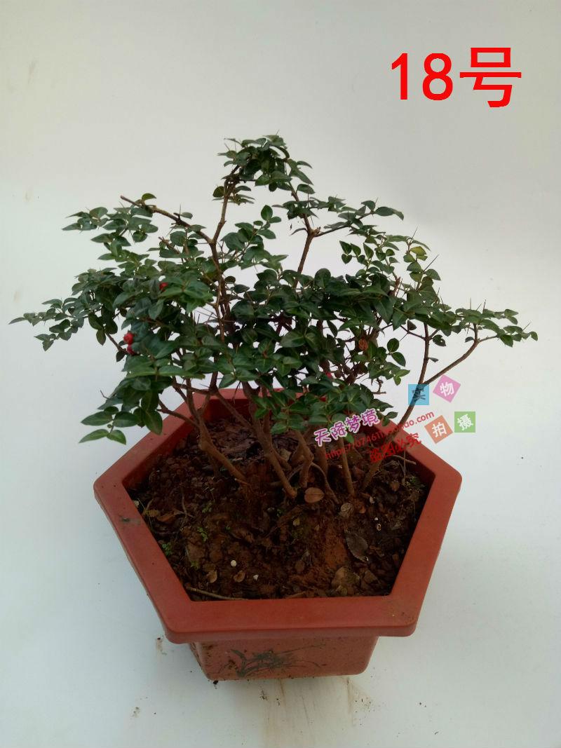 小叶虎刺微型盆景小品山水盆景绿植寿星草老鼠刺/精选