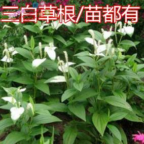 野生新鲜草药三白草 三白草苗 水木通苗 三白根 白莲藕补气健脾