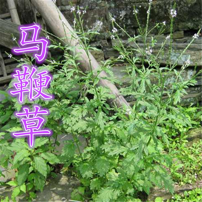 中药材野生新鲜马鞭草紫顶龙芽草凤颈草蜻蜓草退血草燕尾草500克