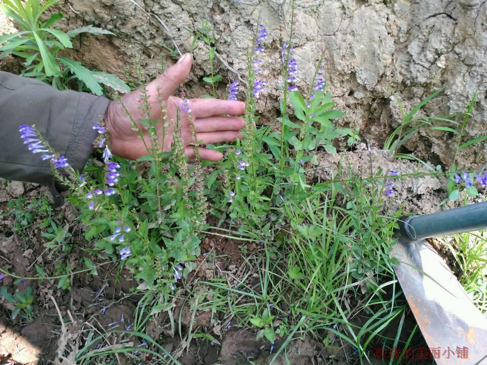 野生半枝莲 四方草 金挖耳农家自采新鲜中药材 整株全草晒干250g