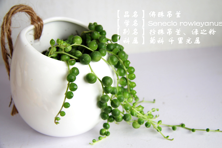 多肉植物白瓷吊盆组合佛珠吊兰珍珠吊兰情人泪佛珠锦爱之蔓锦吊兰