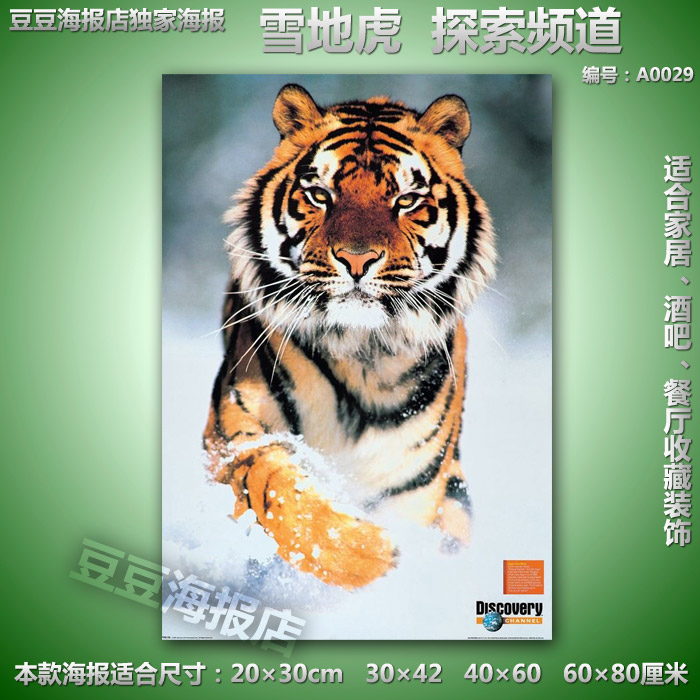 家居海报 潜伏的狼 黑豹 雪狼 狮子 老虎 猎豹 系列多