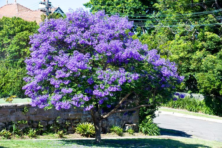【1加仑苗】蓝花楹 jacaranda mimosifolia 蓝雾树 耐热