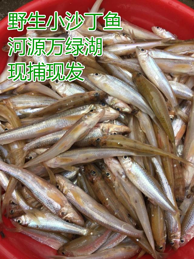 查看淘宝东江 小河鱼 沙丁鱼 新鲜 万绿湖 河鲜 生鲜 客 特价促销原