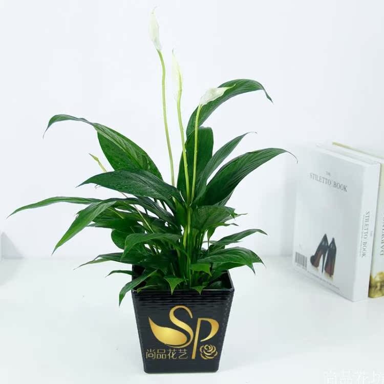 一帆风顺白掌盆栽室内开花植物办公室吸甲醛绿植客厅美观花卉青岛同城