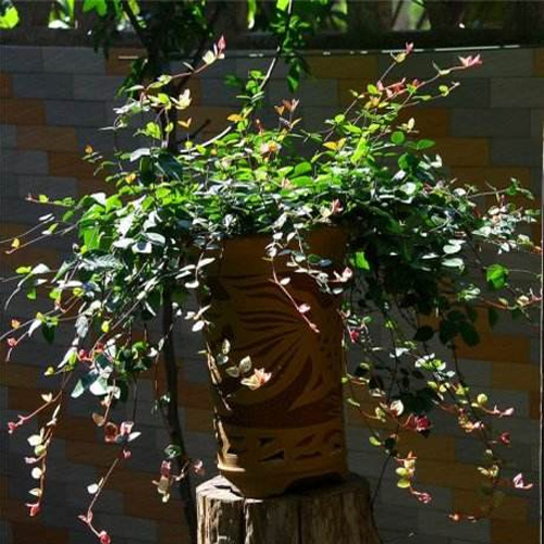 爬藤垂吊植物 花叶络石藤吊兰 络石苗 盆栽地栽苗 常青四季不落叶