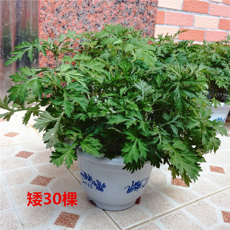 野生食用泡脚艾草苗艾草根苗种子种苗阳台盆栽驱蚊艾苗艾叶苗包邮