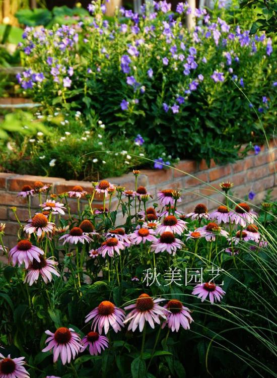 松果菊 多年生宿根植物 花境植物 带土发货