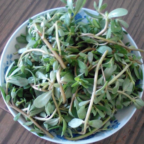 纯天然野生马苋长命草马齿菜马蜂菜长寿菜 现挖新鲜马齿苋3斤包邮