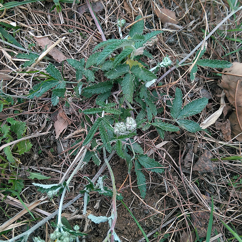 新鲜野生现挖翻白草正品全草带根地骨皮鸡腿草老鹰爪子中药材免邮