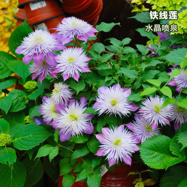 天狼月季水晶喷泉进口品种铁线莲苗盆栽爬藤植物阳台庭院观花花卉