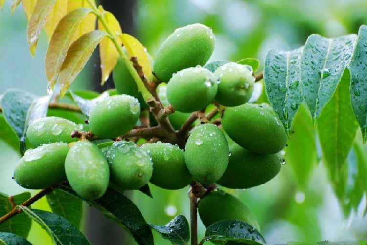 新鲜橄榄青橄榄 新鲜青果现摘现发孕妇水果白榄沙榄 2