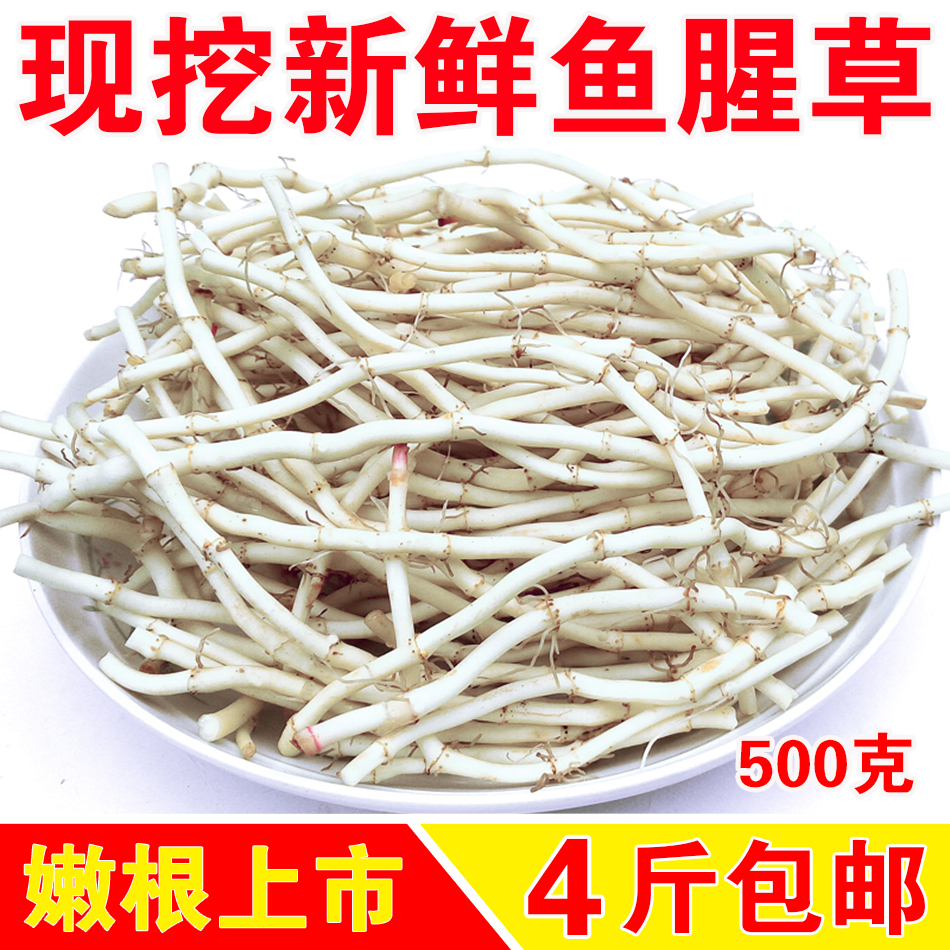 鱼腥草 新鲜现挖折耳根 侧耳根 凉拌节节根 野生鱼腥草根茶500克