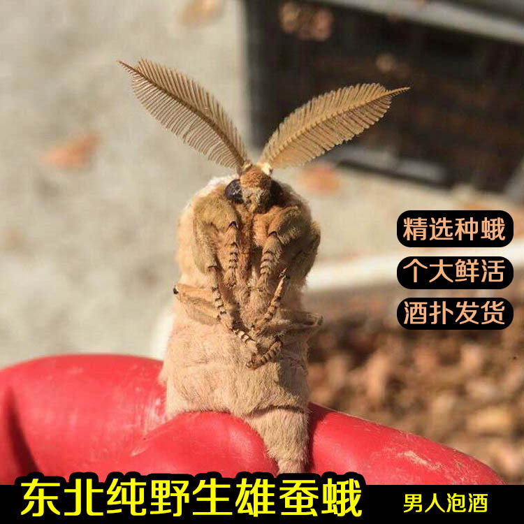 Ұ۲϶ʻԭ϶̲ݾƲ50ֻ360g