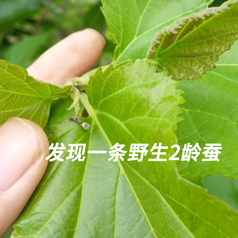 秦岭野生桑叶新鲜 蚕宝宝食用养蚕桑树叶 1斤包邮现摘新鲜嫩桑叶